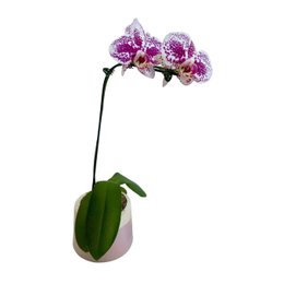 Imagem de Orquidea em Vaso Artesanal 