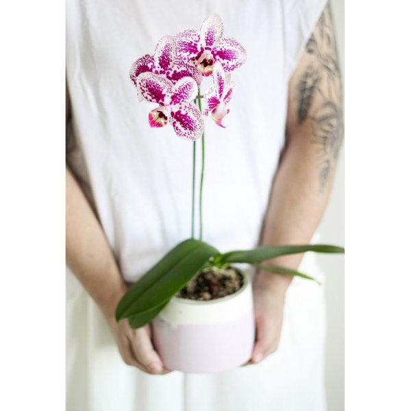Orquidea em Vaso Artesanal 