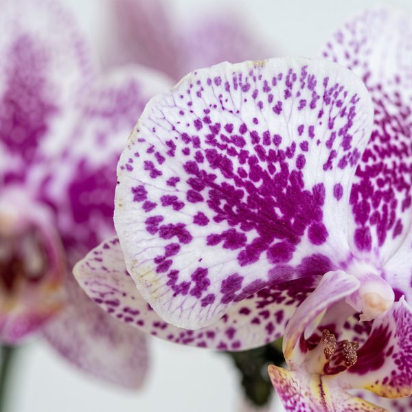 Orquidea em Vaso Artesanal 