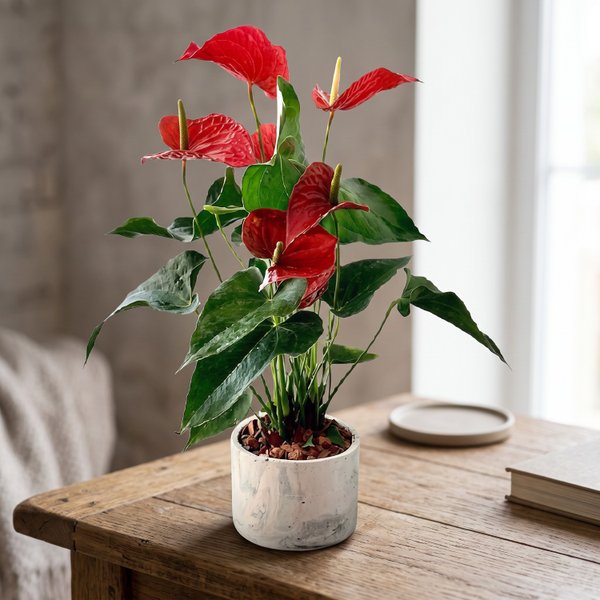 Anturio Vermelho No Vaso Artesanal