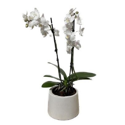 Orquidea em Vaso Artesanal Branco