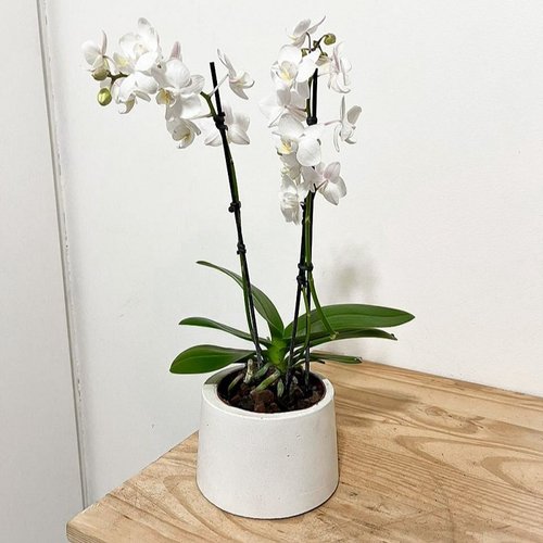 Orquidea em Vaso Artesanal Branco