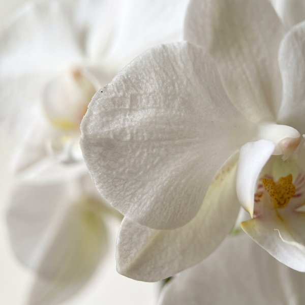 Orquidea em Vaso Artesanal Branco
