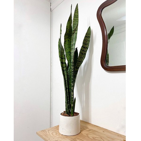 Espada de São Jorge em Vaso Artesanal