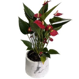 Imagem de Anturio Vermelho no Vaso Artesanal Marmorizado