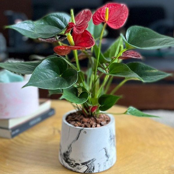 Anturio Vermelho no Vaso Artesanal Marmorizado