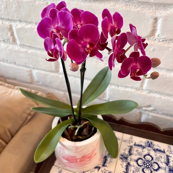 Orquidea em Vaso Artesanal marmorizado 