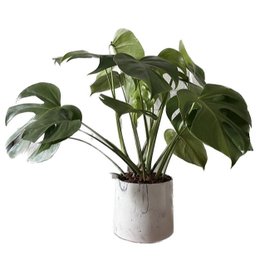 Imagem de Costela de Adão no Vaso Artesanal Marmorizado