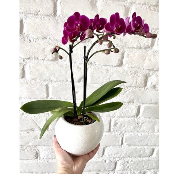 Orquidea em Vaso de Cerâmica Branco