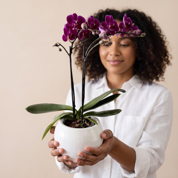 Orquidea em Vaso de Cerâmica Branco