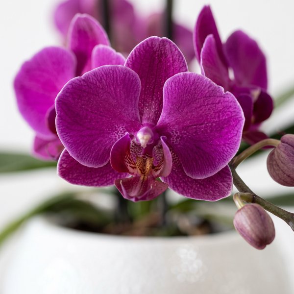 Orquidea em Vaso de Cerâmica Branco