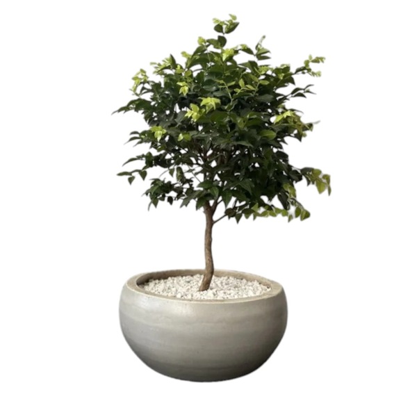 Bonsai Jabuticabeira no vaso de cimento