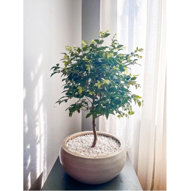 Bonsai Jabuticabeira no vaso de cimento | Giuliana Flores