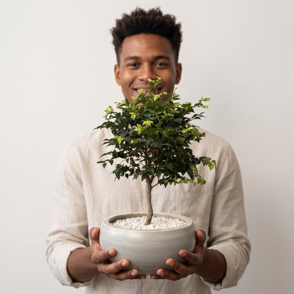 Bonsai Jabuticabeira no vaso de cimento