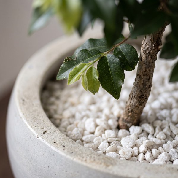 Bonsai Jabuticabeira no vaso de cimento