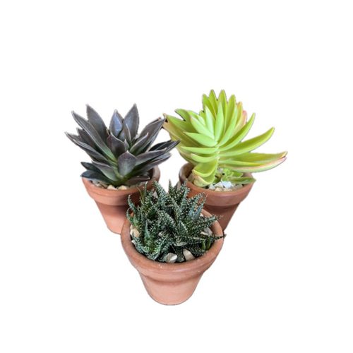 Kit com Três Lindas Suculentas em Vasinhos de Barro