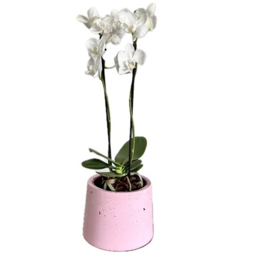 Orquídea Branca em Vaso Artesanal Rosa