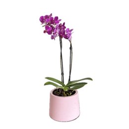 Imagem de Orquídea Lilás em Vaso Artesanal Rosa