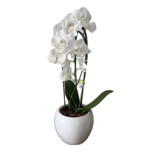 Orquídea Phalaenopsis Cascata em Vaso de Cerâmica