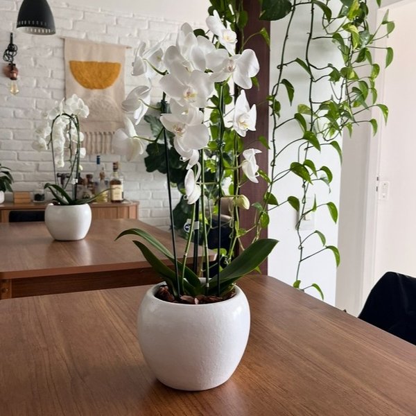 Orquídea Phalaenopsis Cascata em Vaso de Cerâmica
