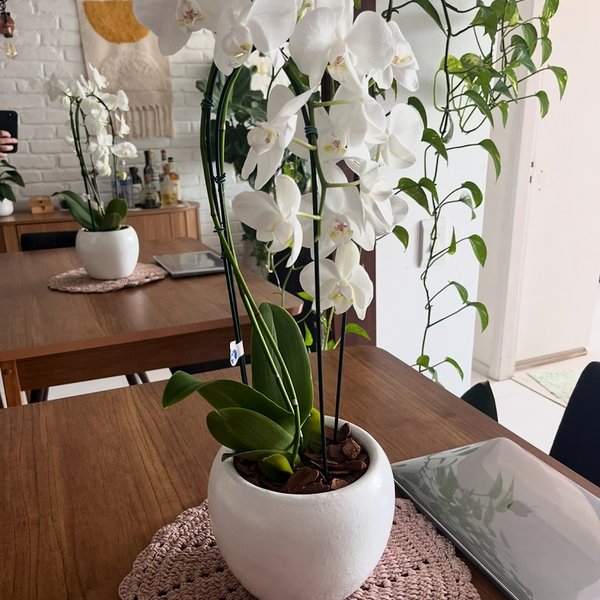 Orquídea Phalaenopsis Cascata em Vaso de Cerâmica
