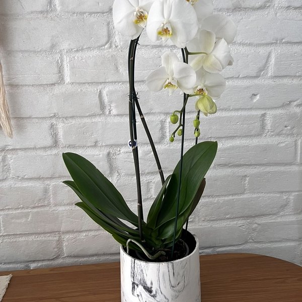 Orquídea Phalaenopsis Cascata em Vaso Marmorizado