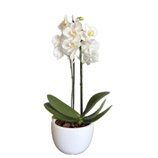 Orquídea Branca com Biblia em Vaso de Cerâmica Branco
