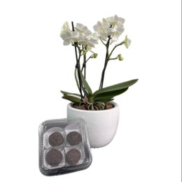 Imagem de Orquídea Branca com Brigadeiro Sodiê para Presentear 