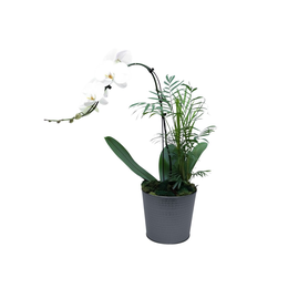 Imagem de Orquidea Branca Em Vaso Preto