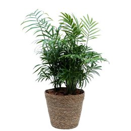 Imagem de Mini Chameodorea em Vaso de Vime Organico