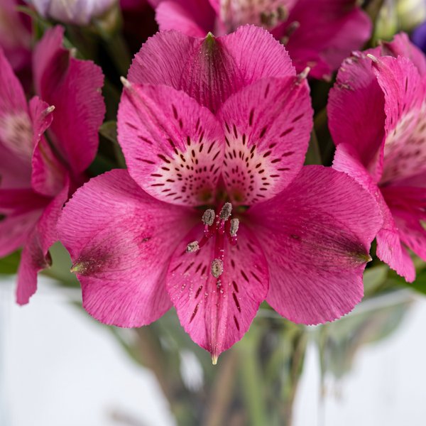 Arranjo Roxo e Rosa Em Vaso Quadrado