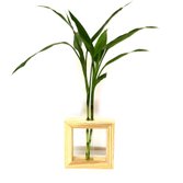 Vaso com Suporte de Madeira Pinus com Bambu da Sorte