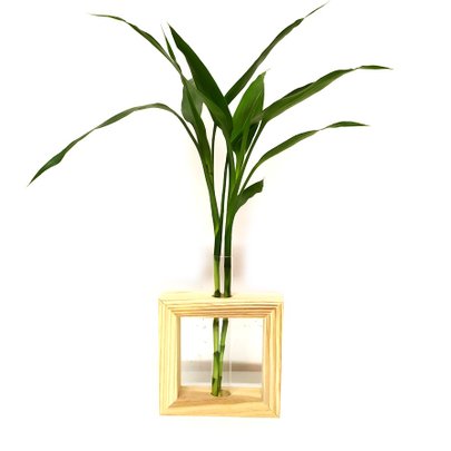 Vaso com Suporte de Madeira Pinus com Bambu da Sorte