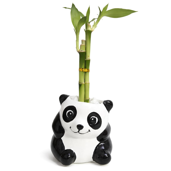 Panda Sentado com Bambu da Sorte