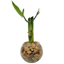 Imagem de Vasinho de Redondo com Bambu da Sorte