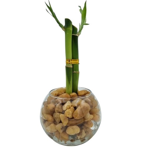 Vasinho de Redondo com Bambu da Sorte