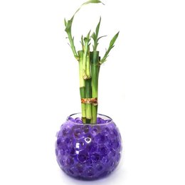 Imagem de Vaso em Vidro Redondo com Bambu da Sorte