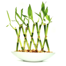 Imagem de Vaso Canoa em Cerâmica com Bambu da Sorte