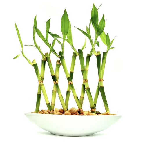 Vaso Canoa em Cerâmica com Bambu da Sorte