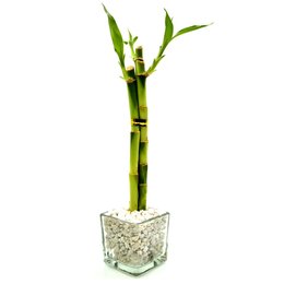 Imagem de Vasinho de Vidro com Bambu da Sorte Pequeno