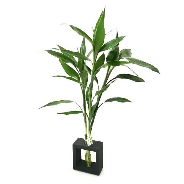 Bambu da Sorte com Vaso em Vidro e Suporte de Madeira