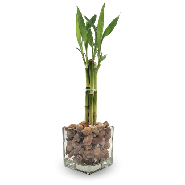 Vaso de Vidro Médio com Bambu da Sorte