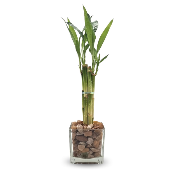 Vaso de Vidro Médio com Bambu da Sorte