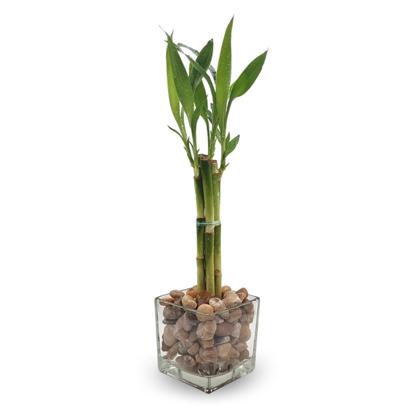 Vaso de Vidro Médio com Bambu da Sorte