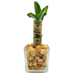 Imagem de Vaso em Cerâmica com Muda de Pau D'água