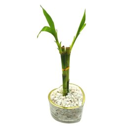 Imagem de Vaso Coração em Vidro com Bambu da Sorte
