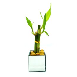 Imagem de Vaso Quadrado Espelhado com Bambu da Sorte