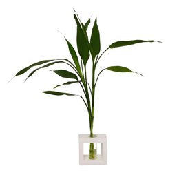 Imagem de Bambu da Sorte com Vaso de Vidro e Suporte Branco