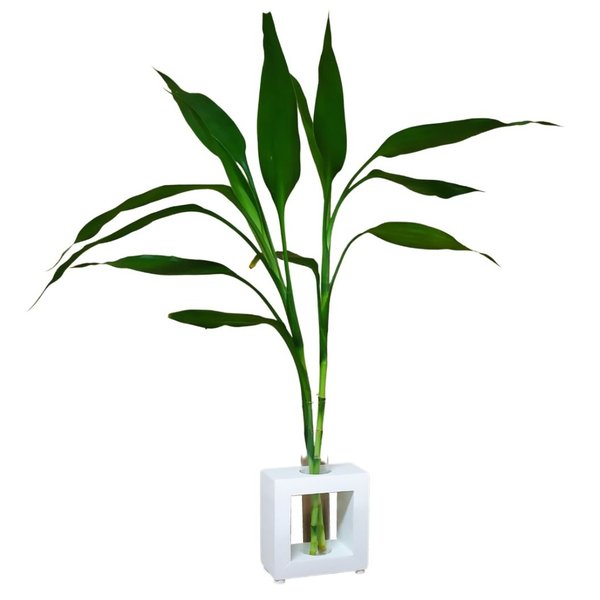 Bambu da Sorte com Vaso de Vidro e Suporte Branco