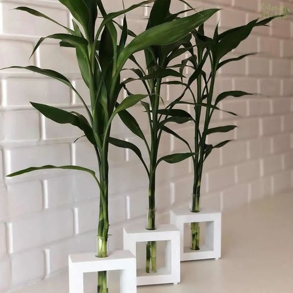Bambu da Sorte com Vaso de Vidro e Suporte Branco